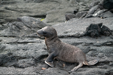 Galapagos-Tiere73.jpg